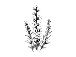 Black sketch of bell heather flower, trendy floral print, antique rustic garden decor, vintage hand-drawn engraving, engraved bloom illustration, botanical art, old engraving style, flower decor