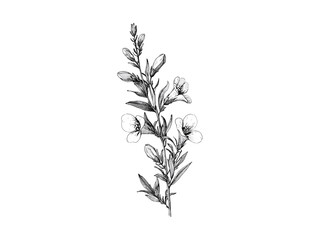 Hand-drawn engraving of bell heather flower, antique botanical decor, rustic garden art, vintage floral sketch, engraved bloom print, old engraving style, trendy black sketch, bloom illustration