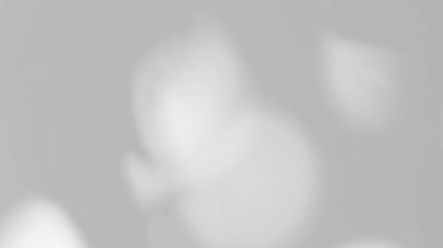 Shadow on wall. Leaves bokeh shadows overlay effect sunlight through the window. Minimal blurred backdrop backgrounds. Summer tropical background.	