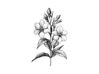 Cardinal catchfly flower hand-drawn engraving, antique floral print, rustic vintage black sketch, trendy botanical decor, old engraving style, blooming rustic design