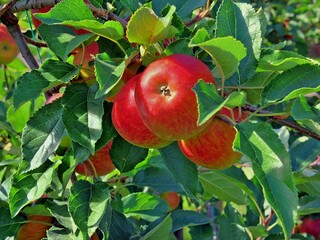 Red glowing harvest mature apples fruits on a tree.