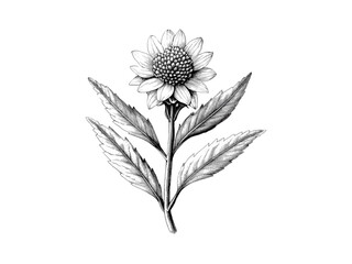 Vintage edelweiss flower illustration, hand-drawn alpine botanical sketch, rustic nature decor motif, black engraving style, antique floral print, mountain flower art, alpine wall decor