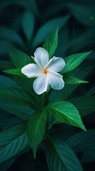 Fototapeta premium A single white flower with a yellow center blossoms amid lush green leaves in a garden creating a serene and peaceful close up nature scene viewed from above.