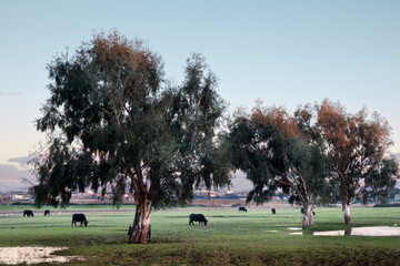 Landscape with trees and buffalo grazing. The serene atmosphere and the reflections on the water create a suggestive and harmonious natural scene, typical of the Mediterranean countryside.