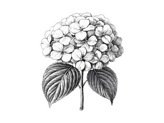 Vintage Hydrangea Flower Engraving, hand-drawn botanical sketch, retro flora art, antique bloom print, old engraving style, black sketch, nature illustration, trendy wall decor
