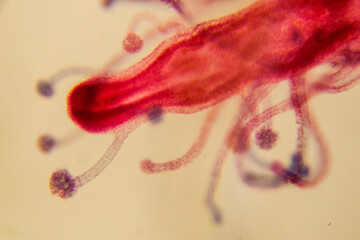 Pennaria polyp under microscope showing reproductive and feeding