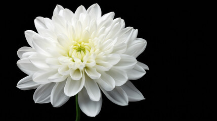 A stunning white chrysanthemum flower is captured in exquisite detail against a stark black background, highlighting its delicate petals and vibrant yellow center.