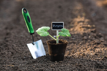 The shoulder blade and pumpkin seedlings are planted in the ground. The concept of spring planting...