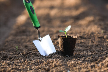 Spatula and vegetable seedlings in peat pots are planted in the ground. The concept of spring...