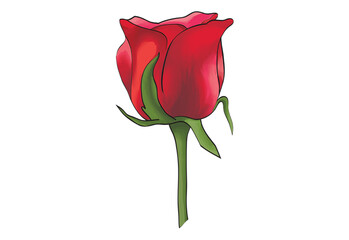red rose isolated on white