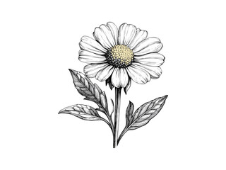 Antique botanical illustration of corn marigold, trendy engraved flower sketch, hand-drawn vintage floral motif, retro garden decor, black sketch, retro floral print, old engraving art