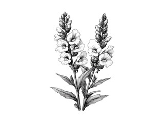 Snapdragon Flower Sketch, hand-drawn botanical engraving, vintage style flora bloom, trendy floral illustration art, antique decor drawing, engraved garden flower artwork,