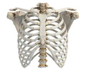 Detailed anatomical model of human ribcage showcasing its intricate structure and design. This model emphasizes delicate arrangement of ribs and vertebrae, ideal for educational purposes