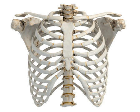 Detailed anatomical model of human ribcage showcasing its intricate structure and design. This model emphasizes delicate arrangement of ribs and vertebrae, ideal for educational purposes