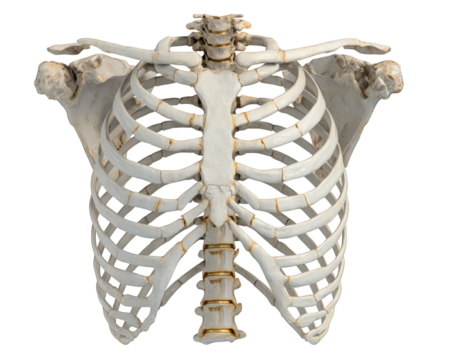 Detailed anatomical model of human ribcage showcasing its intricate structure and design. This model emphasizes delicate arrangement of ribs and vertebrae, ideal for educational purposes
