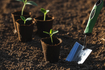 Spatula and vegetable seedlings in peat pots are planted in the ground. The concept of spring...