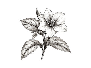 Trillium flower hand-drawn engraving, vintage botanical illustration, trendy floral art, old nature sketch, antique black flower drawing, flora decor, rustic floral artwork, flower decor