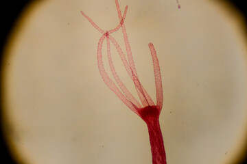 Hydra polyp with visible budding and tentacle extension under microsc