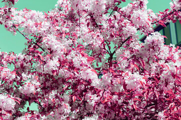 Branches of flowering tree with red pink flowers