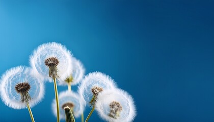 Obraz premium white dandelions on blue background