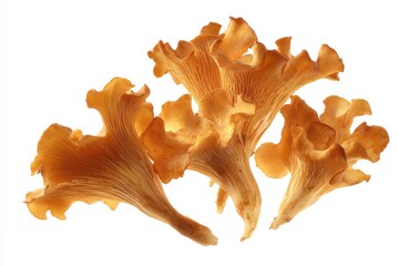 Fototapeta premium Close-up of vibrant orange chanterelle mushrooms against a white background.