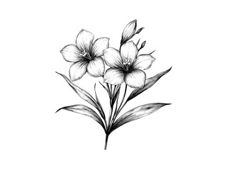 Zephyranthes flower engraving, hand-drawn vintage sketch, floral decor, retro black art, nature-inspired, trendy bloom, old engraving style, botanical print, vintage botanical art, nature illustration