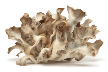 Fototapeta premium A cluster of Maitake mushrooms, showcasing their unique, delicate, and intricate structure.