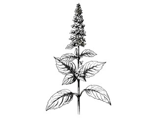 Retro Botanical Engraving of Basil Bloom, antique flora sketch, hand-drawn vintage basil flower, old engraving style, trendy floral art, monochrome herb illustration, vintage wall decor