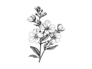 Old Engraving Style Rue Illustration, hand-drawn flower sketch, vintage flora art, nature-inspired botanical decor, black ink bloom, trendy retro plant drawing, botanical line artwork