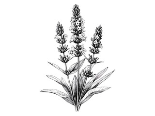 Lavender Flower Botanical Engraving, vintage floral sketch, trendy bloom, lavender aroma, retro plant illustration, old style floral art, black engraving, botanical decor, flora design.