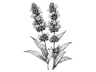 Lavender floral engraving, botanical vintage illustration, trendy bloom sketch, lavender plant aroma, black sketch art, retro floral design, botanical decor, vintage plant artwork. © Vintage Studio