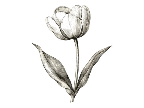 Vintage botanical art print, detailed tulip sketch, black ink engraving, nature flower illustration, retro floral design, antique bloom drawing, trendy old engraving, floral flora.