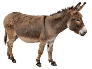 Obraz premium Full Body Portrait of a Donkey Isolated on transparent background cutout, PNG file, Cutout file