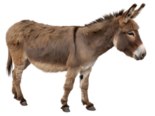 Full Body Portrait of a Donkey Isolated on transparent background cutout, PNG file, Cutout file
