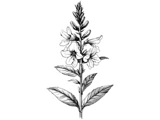 Rustic garden bloom print, vintage engraving of cardinal flower, antique botanical illustration, trendy hand-drawn floral sketch, old engraving style, black sketch, nature decor motif