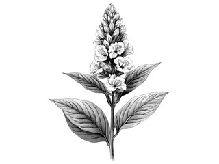 Celosia crest flower engraving, hand-drawn floral design, vintage botanical sketch, antique flower print, trendy retro bloom, engraved floral motif, black sketch art, vintage botanical decor