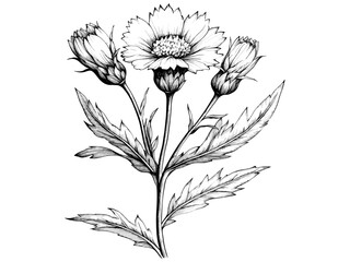 Vintage engraving of cornflower bloom, hand-drawn floral sketch, antique botanical illustration, rustic wildflower garden motif, trendy engraved decor, black sketch, old engraving style.