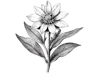 Hand-drawn alpine botanical sketch, vintage engraving of edelweiss flower, black sketch, antique floral print, old engraving style, trendy nature decor, vintage mountain flower, rustic wall art