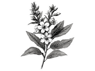 Vintage loosestrife flower, antique botanical engraving, hand-drawn wild bloom, rustic black sketch illustration, trendy floral motif, vintage wildflower drawing, flower sketch art,