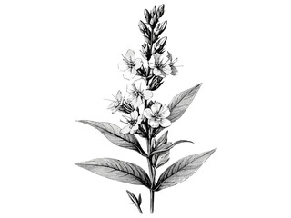 Antique loosestrife bloom, rustic garden botanical, vintage floral engraving, black line sketch, hand-drawn flower illustration, engraved botanical art print, wildflower decor,