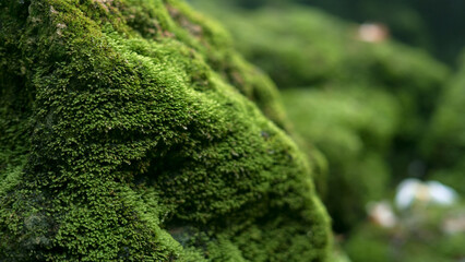 Green moss on the rocks under the waterfall at the beautiful natural mountain.