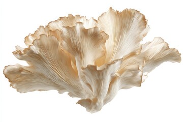 Fototapeta premium Delicate oyster mushrooms in creamy beige hues, a study in organic form.
