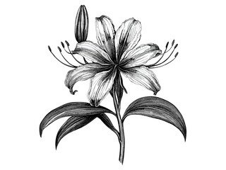 Spider lily flower engraving, vintage botanical illustration, black sketch, retro floral design, hand-drawn bloom motif, trendy antique decor, old engraving style, floral artwork.