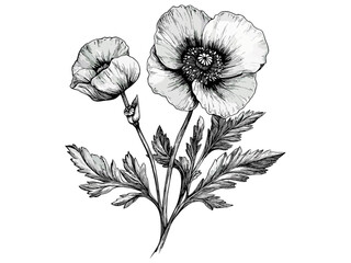 Fototapeta premium Vintage Engraving Style Poppy Flower, hand-drawn botanical bloom, ink drawing, antique print, retro floral sketch, trendy flower art, poppy, nature, black sketch, vintage flora, botanical engraving.