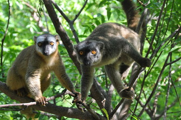 The common brown lemurs, Eulemur fulvus, Madagascar 