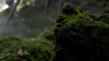 Green moss on the rocks under the waterfall at the beautiful natural mountain.