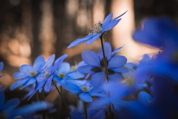 Close-Up of Purple and Blue Liverleaf in Sunset Light with a Soft Floral Background