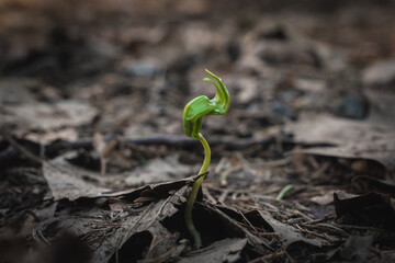 Close-Up of Budding Deciduous Sapling on Dry Greyish Soil