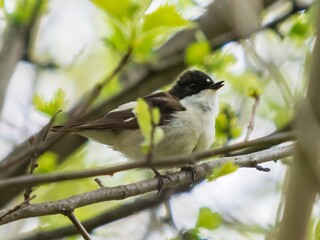 European pied flycatcher or ficedula hypoleuca perched on branch with green leaves in springtime. European Pied Flycatcher is small bird of the Muscicapidae family