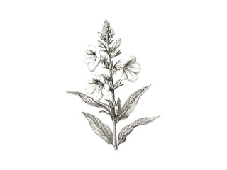 Vintage Lobelia Flower Engraving, floral botanical sketch, black sketch, trendy decor, antique illustration, rustic art, nature, floral bloom, engraving, retro home design, hand-drawn flower